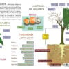 Infografía Didáctica del Árbol de Guaya: Anatomía, Raíces y Taxonomía