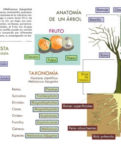 Infografía Didáctica del Árbol de Guaya: Anatomía, Raíces y Taxonomía