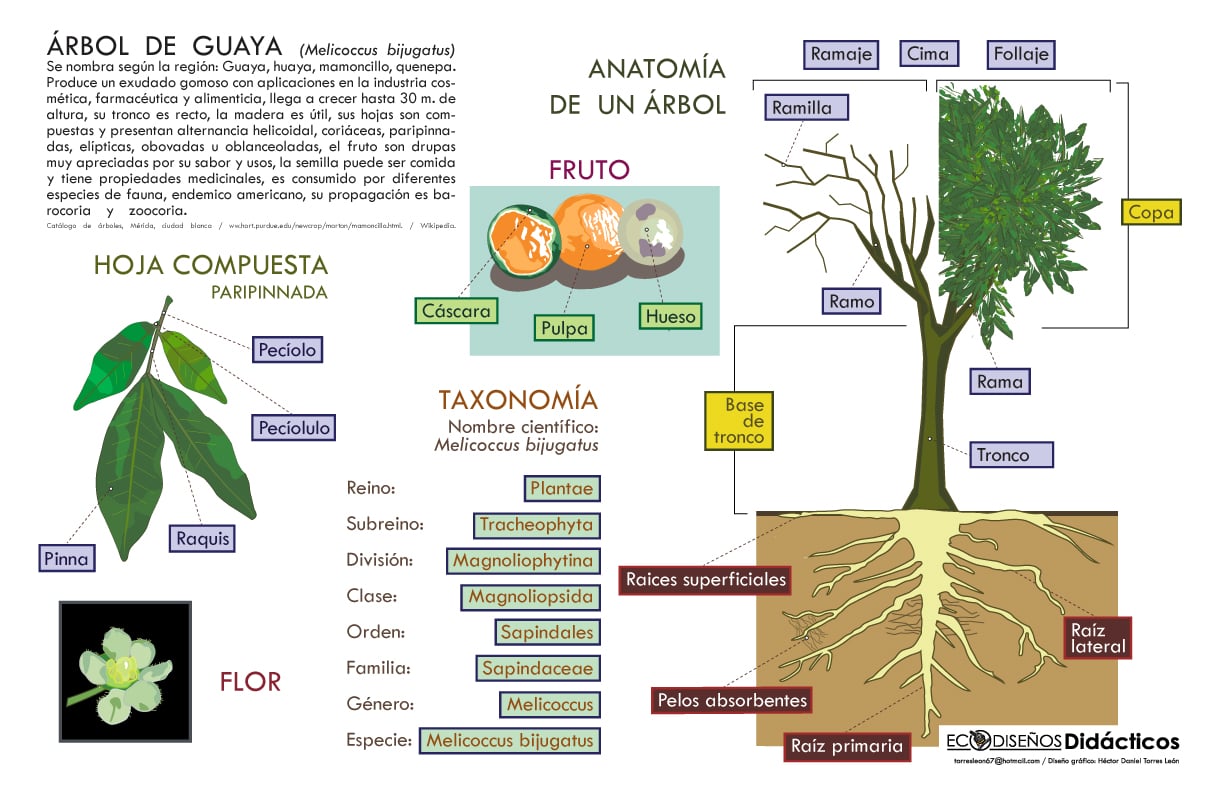 Infografía Didáctica del Árbol de Guaya: Anatomía, Raíces y Taxonomía 1 Infografía Didáctica del Árbol de Guaya: Anatomía, Raíces y Taxonomía