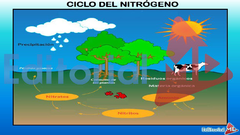 ciclo-del-nitrogeno