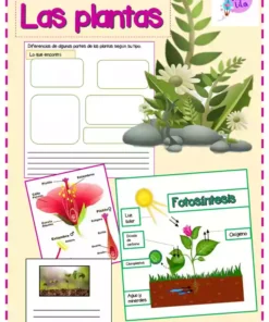 Colorido póster educativo sobre plantas en español con diagrama de plantas etiquetado, gráfico del proceso de fotosíntesis, espacios para dibujar y escribir e ilustraciones de plantas, flores y tierra. Diseño con bordes rosas y tema de cuaderno.