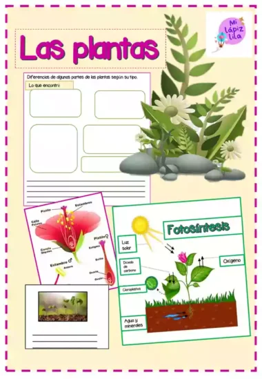 Colorido póster educativo sobre plantas en español con diagrama de plantas etiquetado, gráfico del proceso de fotosíntesis, espacios para dibujar y escribir e ilustraciones de plantas, flores y tierra. Diseño con bordes rosas y tema de cuaderno.