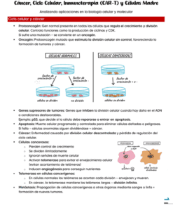 Infografía educativa en español sobre el cáncer, el ciclo celular, la inmunoterapia y las células madre. Incluye diagramas comparativos entre células normales y cancerosas, viñetas sobre genes supresores de tumores e ilustraciones de los mecanismos del cáncer.