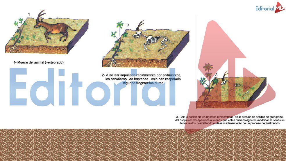 ejemplo-de-fosilizacion