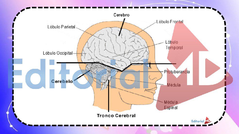 el-sistema-nervioso-central-y-sus-partes