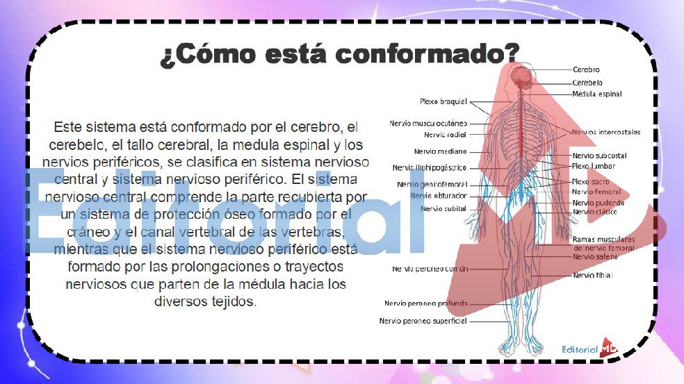 el-sistema-nervioso-se-divide-en