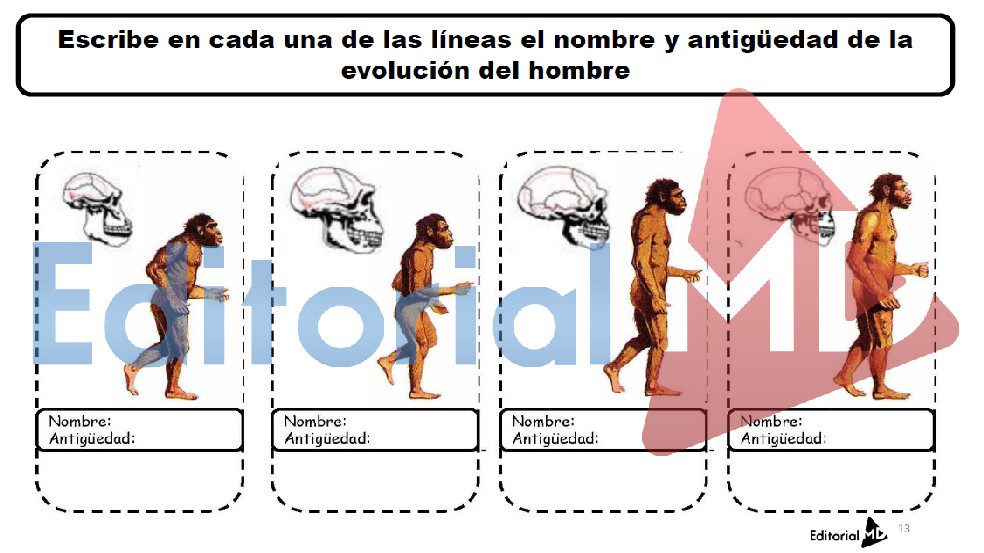 evolucion-del-hombre-etapas