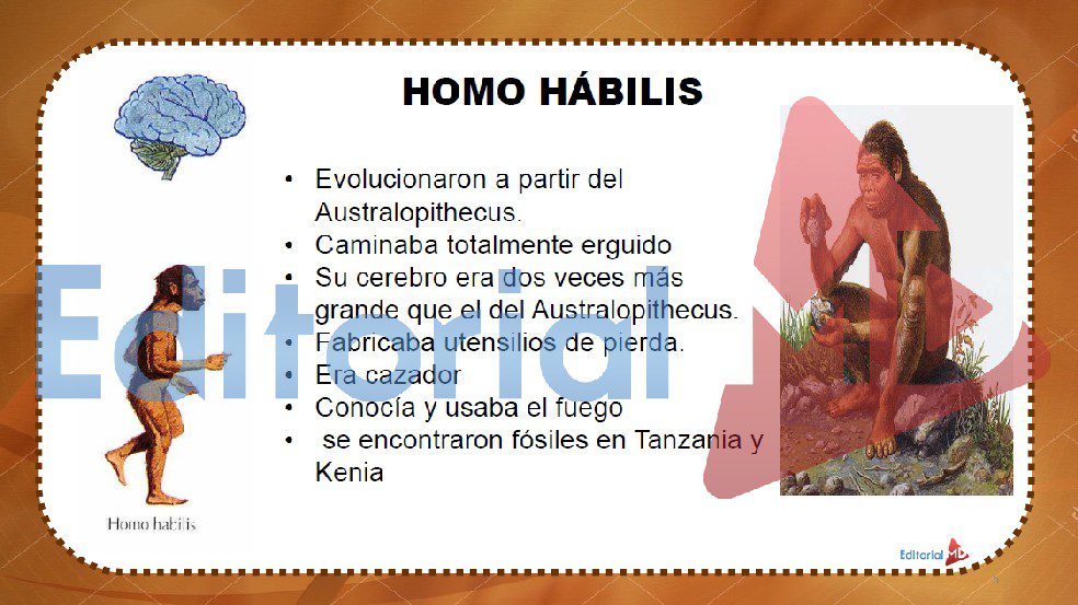 homo hábilis explicado para niños