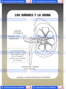 la orina