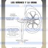 la orina scaled