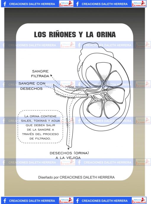 la orina scaled