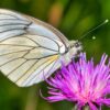 Una mariposa blanca con alas veteadas de negro descansa sobre una vibrante flor de cardo morado, sobre un fondo verde difuminado.