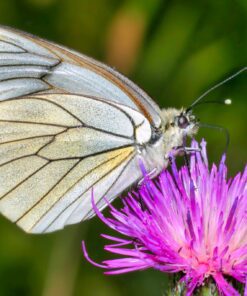Una mariposa blanca con alas veteadas de negro descansa sobre una vibrante flor de cardo morado, sobre un fondo verde difuminado.
