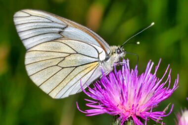 Una mariposa blanca con alas veteadas de negro descansa sobre una vibrante flor de cardo morado, sobre un fondo verde difuminado.