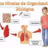 niveles de organizacion