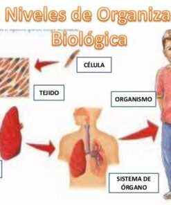 niveles de organizacion