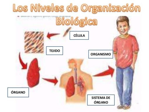 niveles de organizacion