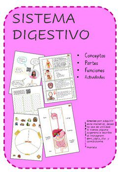 Sistema Digestivo Actividades