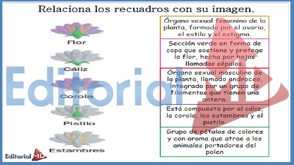 Partes de la Flor y sus Funciones