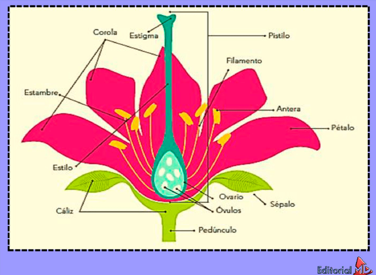 las partes de una flor explicada