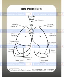 pulmón scaled