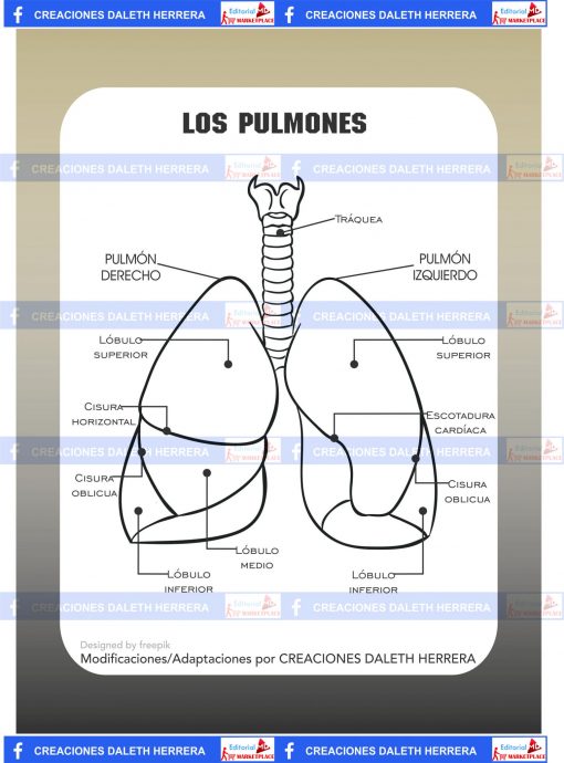 pulmón scaled