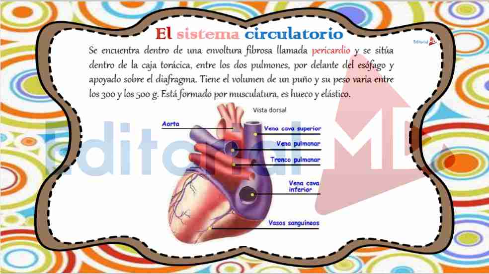 sistema-circulatorio-humano