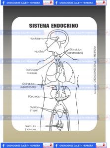 sistema endocrino