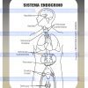 sistema endocrino scaled