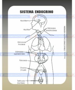 sistema endocrino scaled