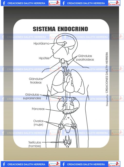 sistema endocrino scaled